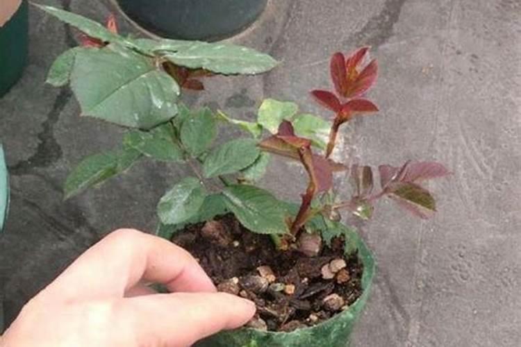 磷肥在什么时候施肥最好？月季什么时候施磷肥