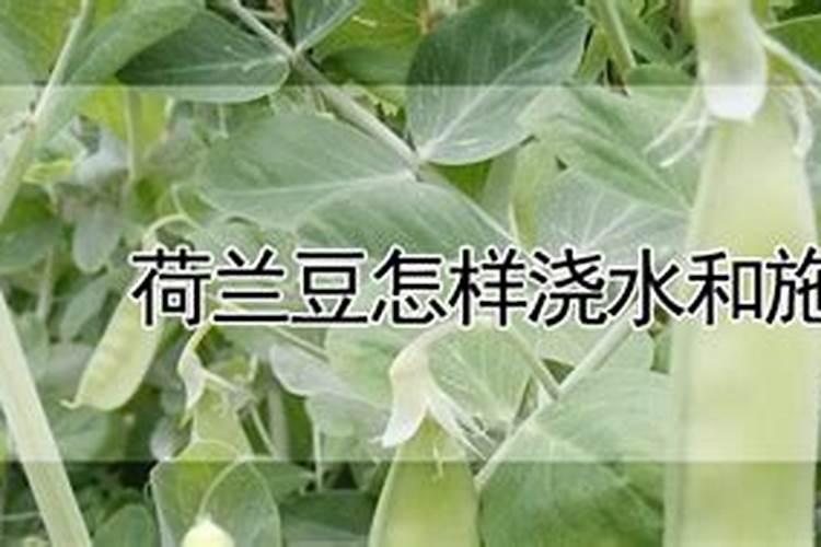 荷兰豆怎样浇水和施肥