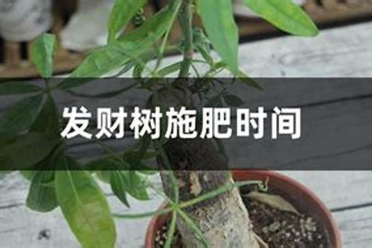 发财树施什么肥料