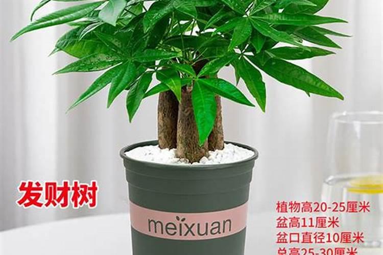 发财树没有营养,施什么肥料哦