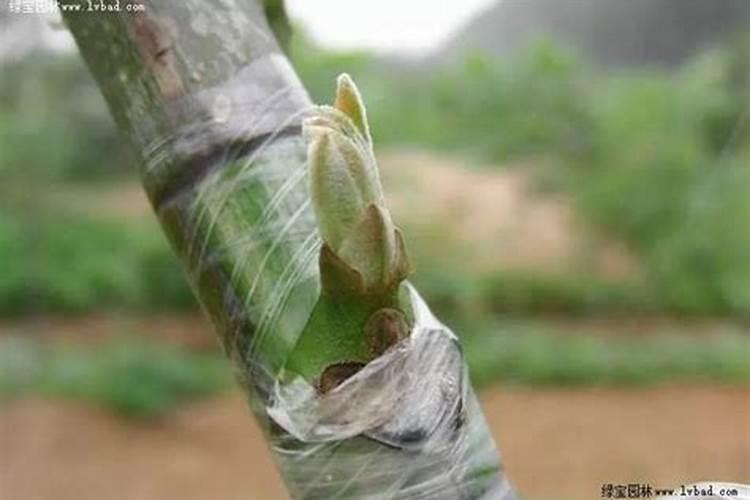 仙人掌嫁接蟹爪兰成活后怎么施肥(如何使蟹爪兰长得粗壮)