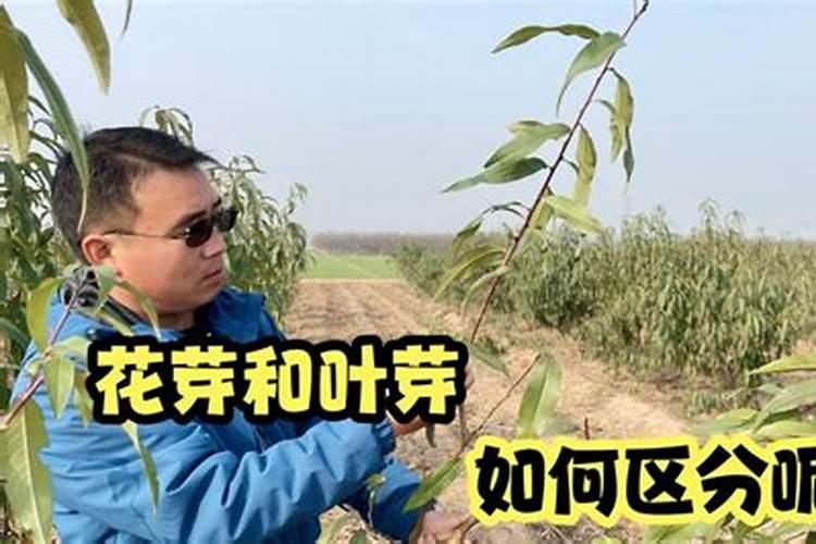 刚嫁接的红富士幼苗应该用什么肥料