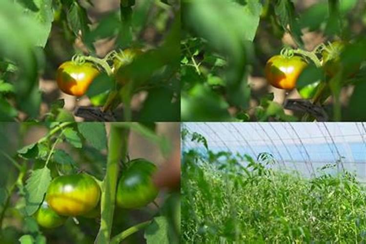 柿子的种植条件 生长环境要求