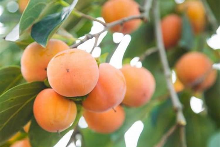 碱地柿子管理方法