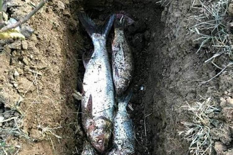 死鱼可以做肥料吗
