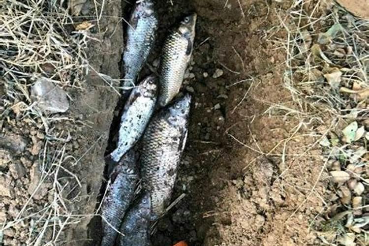 死鱼可以埋在地里做肥料吗