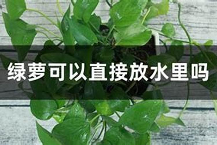 绿萝要施什么肥