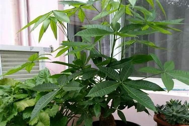茉莉花四季怎么施肥