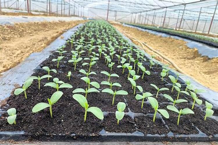 哈密瓜膨果期怎样施肥