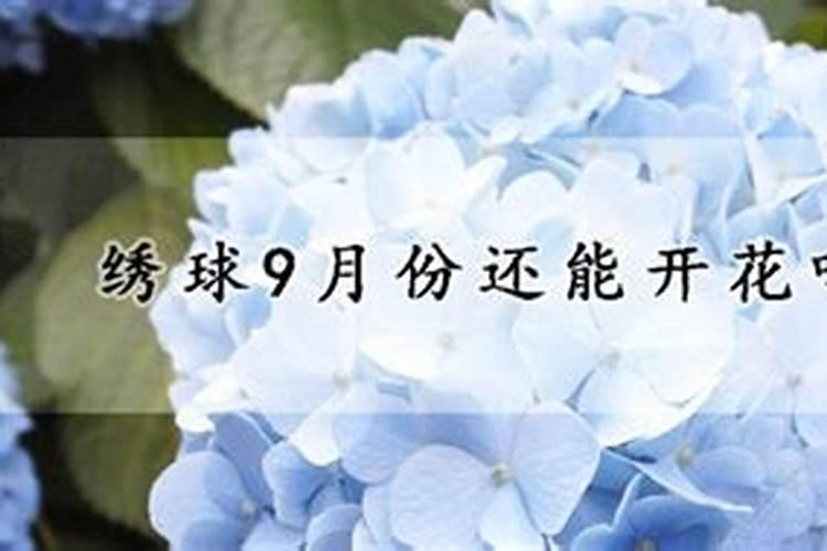 绣球花几月施肥 绣球花施肥频率