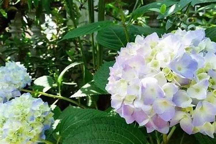 绣球多久施肥 绣球花需施肥的时间是多久？