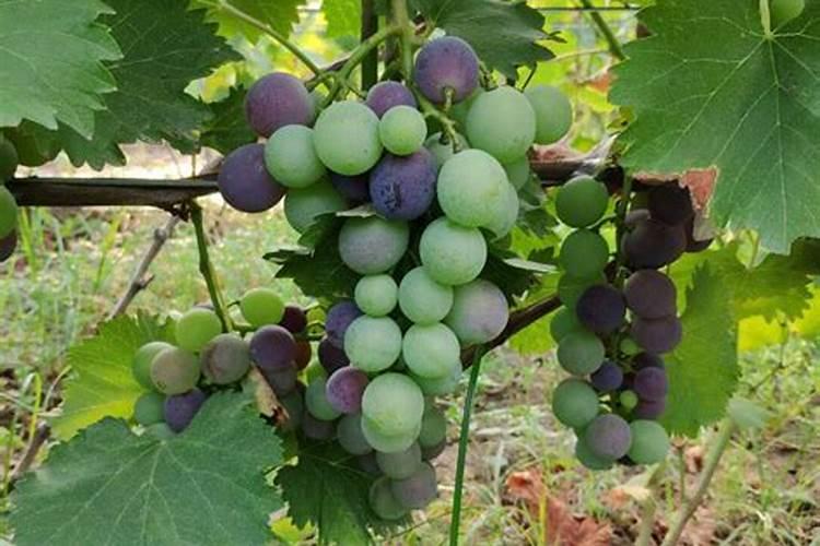 葡萄转色期施什么肥 葡萄转色期施啥肥