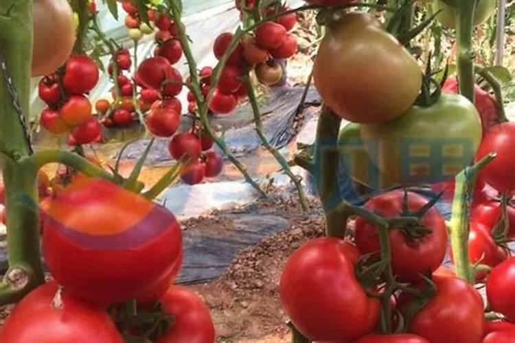 栽西红柿用什么肥料最好