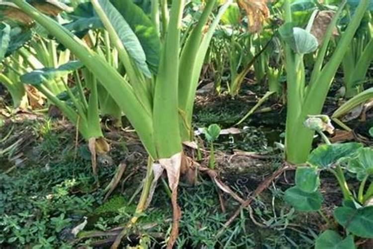 种植芋头想要提高产量,用肥时都有哪些注意事项？