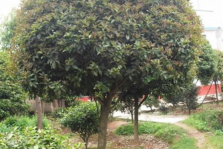 桂花树怎么养才长得好,5个步骤手把手教你养殖桂花树