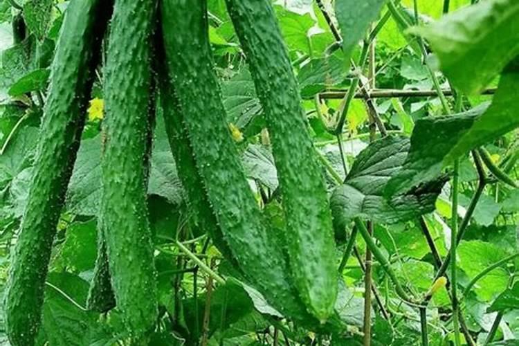 磷肥缺磷症状