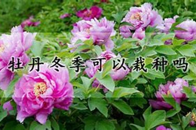 牡丹的施肥时间及方法(牡丹花什么时候施肥好,更换盆土入冬时施肥)百 ...