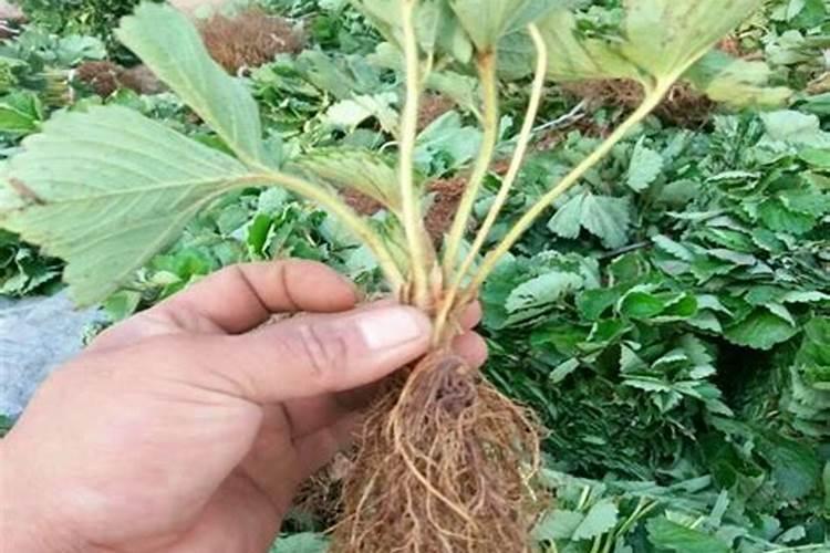 草木灰如何给草莓施肥？