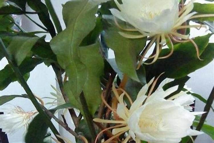 赤霉素、芸苔素、多效唑用法大汇总!