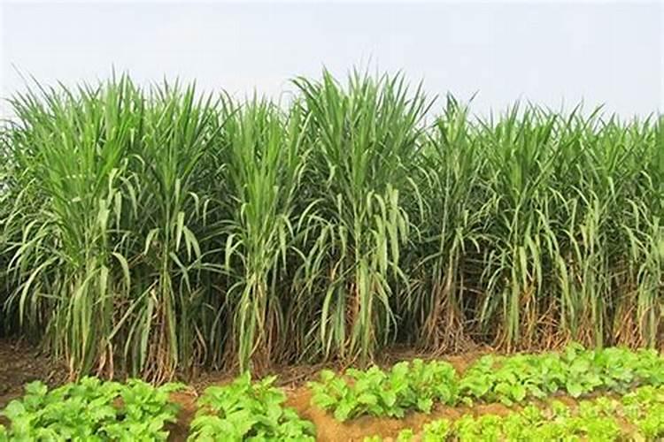 巨菌草栽培方法介绍