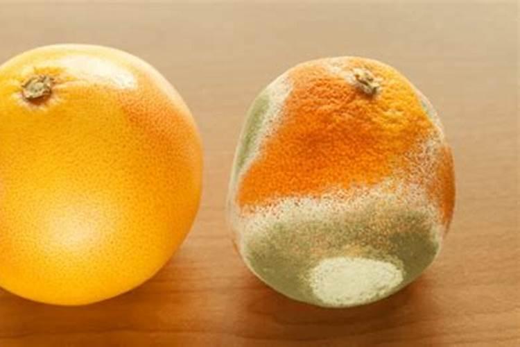苹果树用什么肥料好