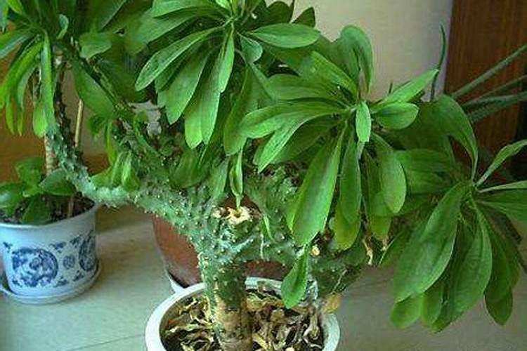 种植麒麟花需要用什么肥料