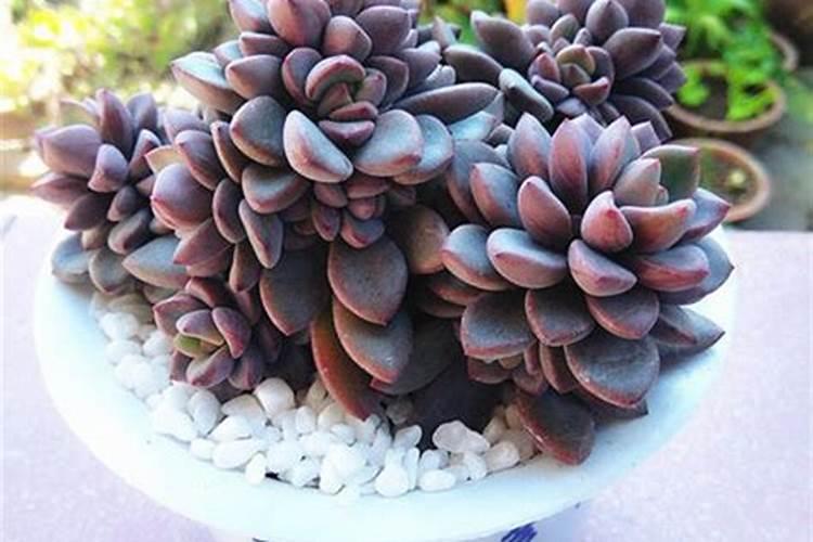 花多多1号可以浇多肉吗