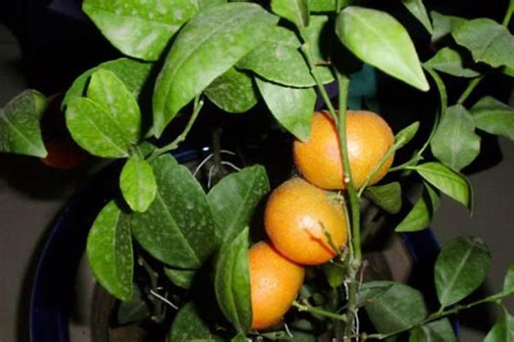 砂糖橘树种植方法