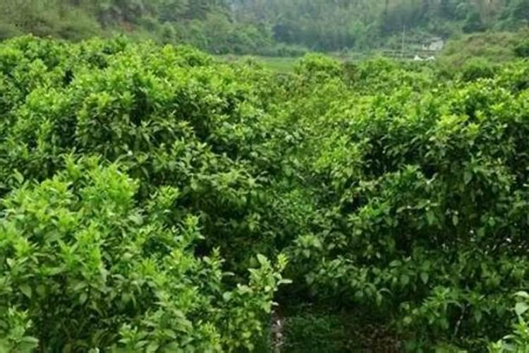 沙糖桔该几月份放钾肥 如何做好种植管理
