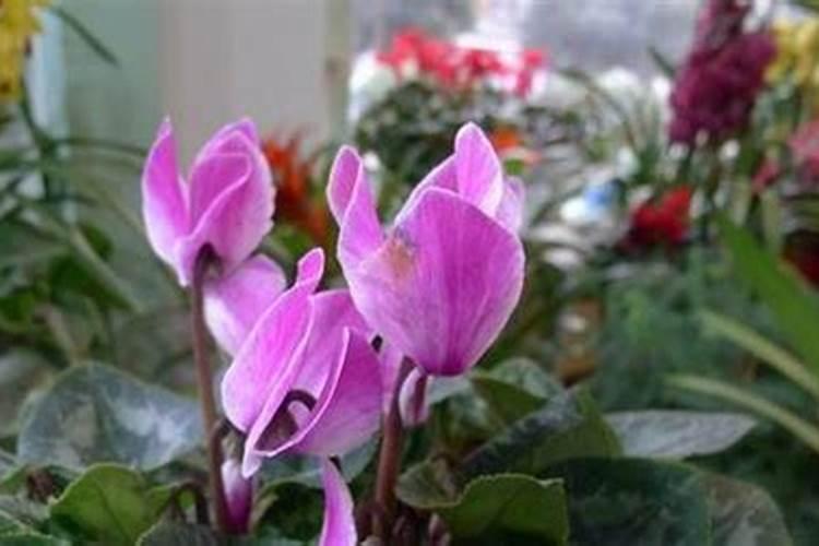 仙客来开花时如何施肥,开花后的处理