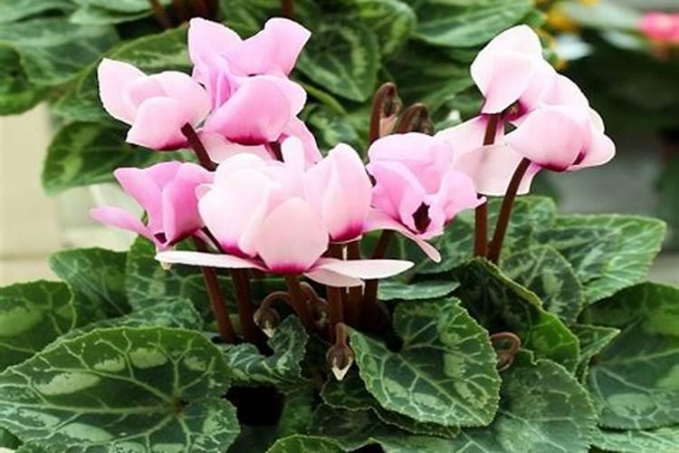 米兰的花肥给仙客来用可以吗