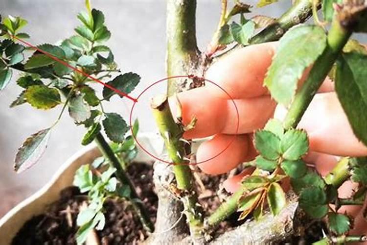 月季发芽了怎么养护
