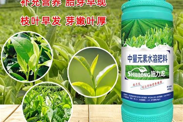 茶叶叶面肥催芽肥的正确使用