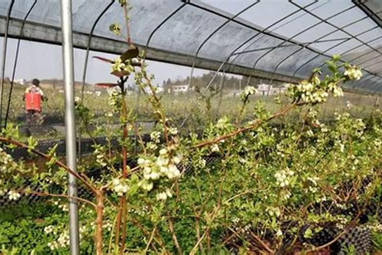 棚室蓝莓花期怎么管理？花多果多品质好!