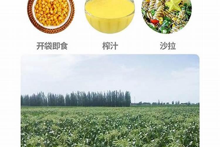 玉米栽培技术要点