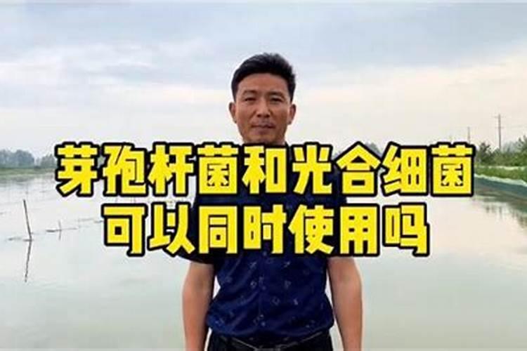 芽孢杆菌能和肥水产品一起使用有副作用吗？