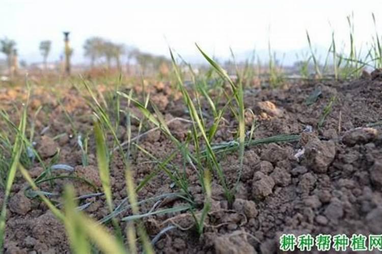 小麦苗期发黄怎么办？