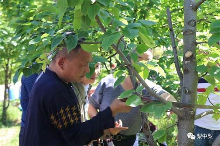 梨树可以喷芸苔素吗