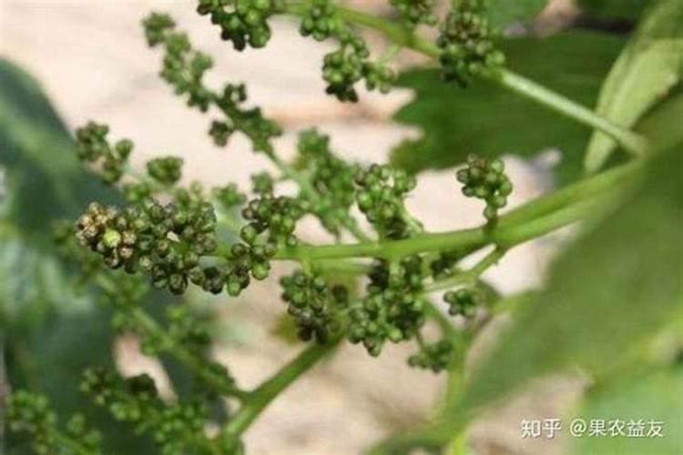 有机肥需要什么原材料