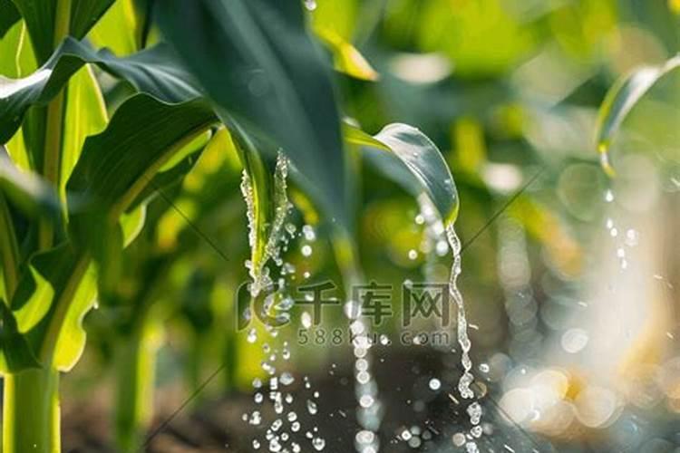 尿素溶解在水里在浇地可以吗