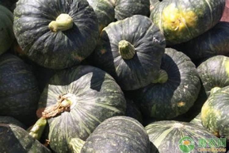 南瓜需要施什么肥料(一般种植南瓜什么时候施肥方法)