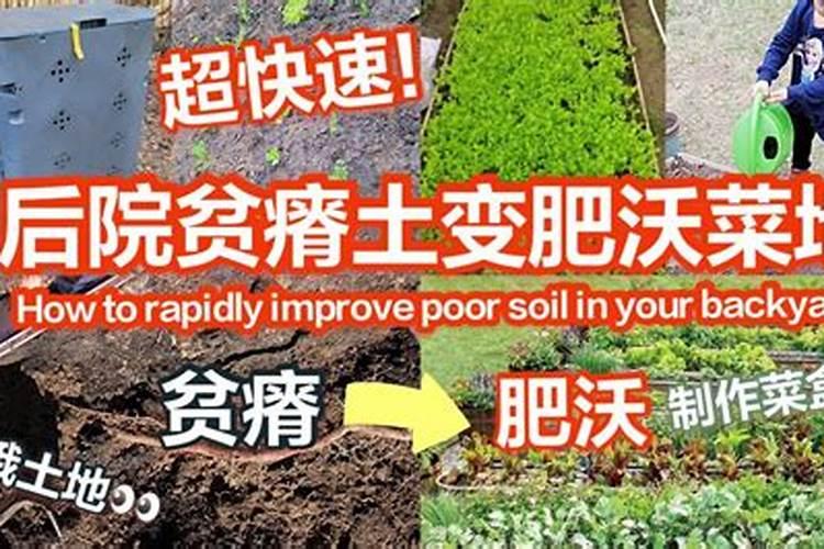 父亲的菜园原文