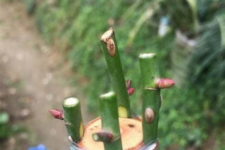 葡萄嫁接的时节最好在什么时候？