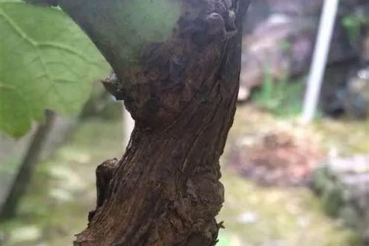 葡萄嫁接的时节最好在什么时候？
