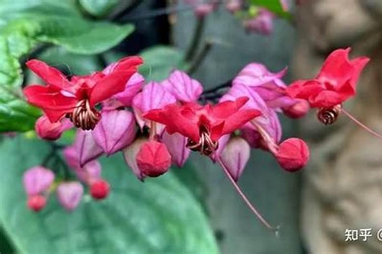 扶桑(木槿属植物)详细资料大全