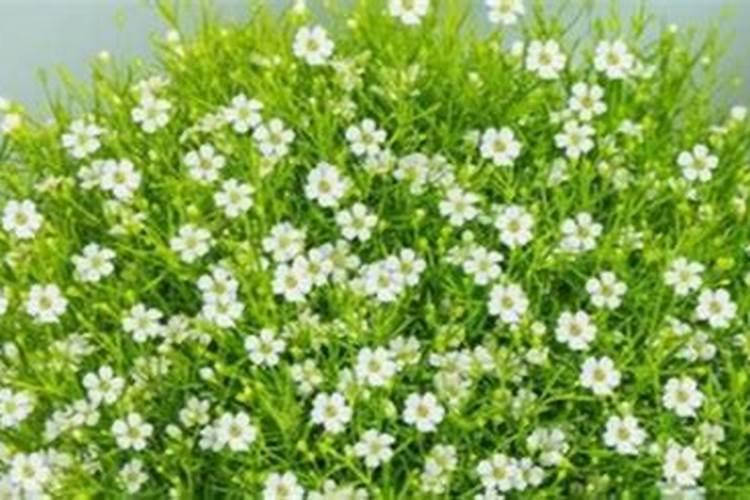 满天星施肥用什么肥料最好