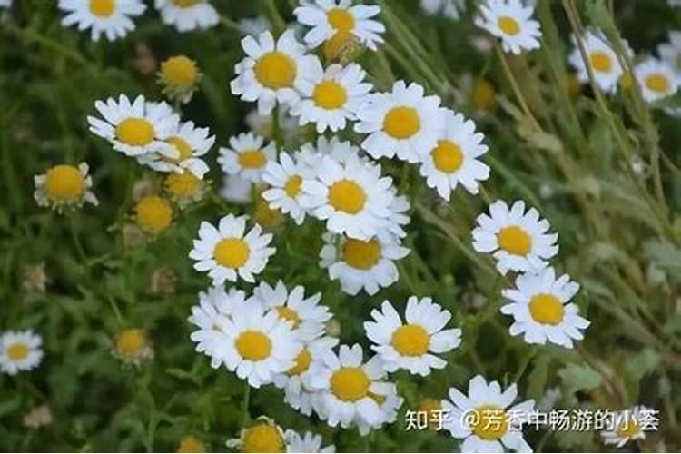 名字好听的植物