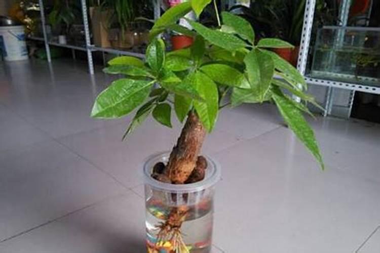 发财树多久施肥比较好 发财树合适的施肥频率