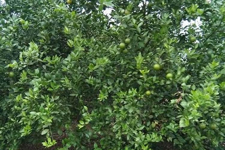 柑橘膨果用什么肥料