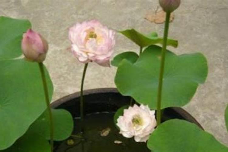 睡莲花施什么肥最好